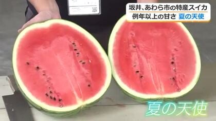 「今年は甘い！」坂井北部丘陵地の特産スイカ「夏の天使」出荷が本格化　シャリっと食感に強い甘み　寒暖差と日照で例年よりも良い出来に　福井