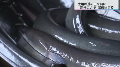 「うなぎを食べて幸せになってほしい」身が柔らかく肉厚な「新仔ウナギ」全国3位の出荷量を誇る宮崎から出荷はじまる