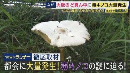 大阪の公園に毒キノコ「オオシロカラカサタケ」が大量発生　原因は梅雨時期の“降雨量”か　一方で毒キノコからがん治療薬の開発の研究も