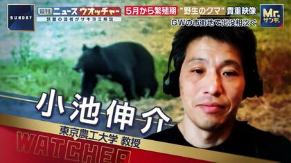 5月から繁殖期“野生のクマ”市街地で相次ぐ出没 専門家「人間の食べ物は