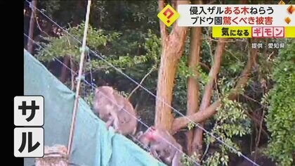 子猿抱えたサルが電気柵すり抜け…ブドウ園で被害相次ぐ 例年の3〜4倍で