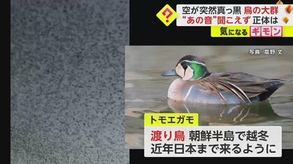 空が突然真っ黒…鳥の大群に「ヘリコプターかと」 朝鮮半島で越冬の