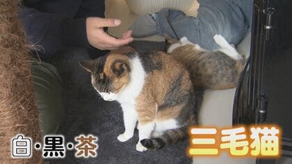 あなたは知ってる？三毛猫はほとんどメス 「ネコに負担をかけない