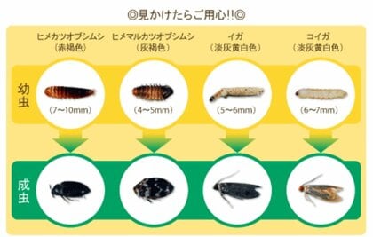 衣類を食べる代表的な4種類の虫(提供:エステー株式会社)