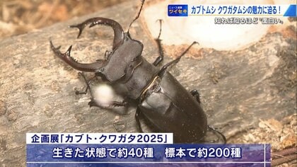 昆虫好き必見！ 体の一部分だけオス？珍しい個体も！？ 巨大アゴに