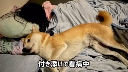 熱を出した5歳娘を柴犬のお兄ちゃんが添い寝で“看病”…心優しいベテラン