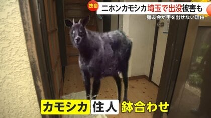 天然記念物「ニホンカモシカ」埼玉で出没相次ぐ 農作物に被害も「猟友