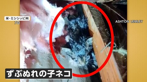 瓦礫をどけると“子猫”　3つの竜巻が建物を襲う　約500軒の住宅被害も死者なし　アメリカ