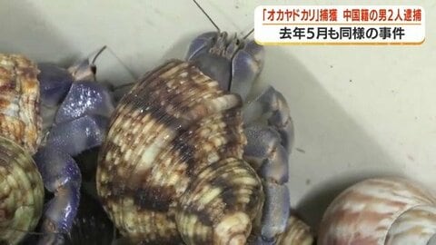 天然記念物のオカヤドカリを100〜200匹無断捕獲　中国籍の男2人を逮捕　「禁止とは知らなかった」