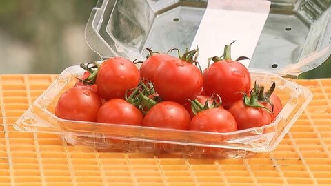 長引く中東情勢にトマト農家の“不安 ”　パックや袋が「3割近く値上がりするって」…秋以降の燃料供給への懸念も
