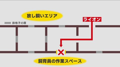 おりの扉を閉め忘れたか…ライオンに襲われ飼育員（53）死亡　福島「東北サファリパーク」労基署が調査