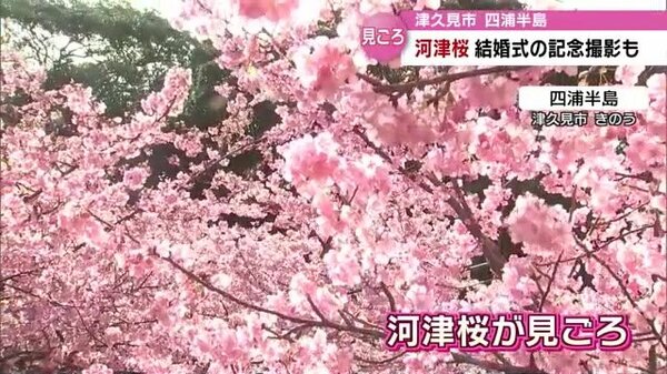 ５０００本の河津桜　津久見・四浦半島で見ごろ迎える　大分｜FNNプライムオンライン