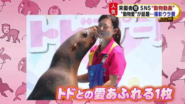 動物園snsのかわいすぎる 動物動画 が超人気 あの 決定的瞬間 はどうやって撮影したの