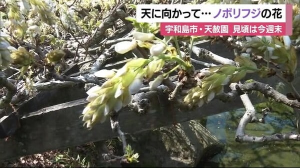 藤棚から天に向かって開花　「ノボリフジ」が見頃　宇和島・天赦園【愛媛】