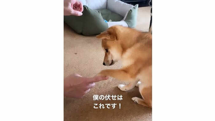 「伏せ」と何度も言い直しても、お手をし続ける