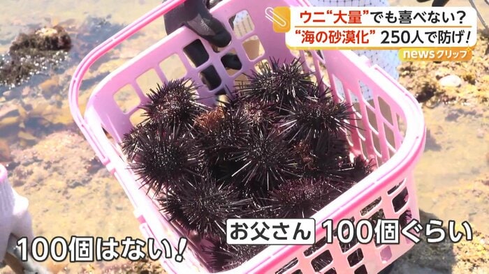 親子が拾ったムラサキウニ