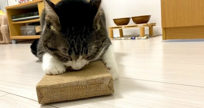 クンクンとにおいを嗅いだりも