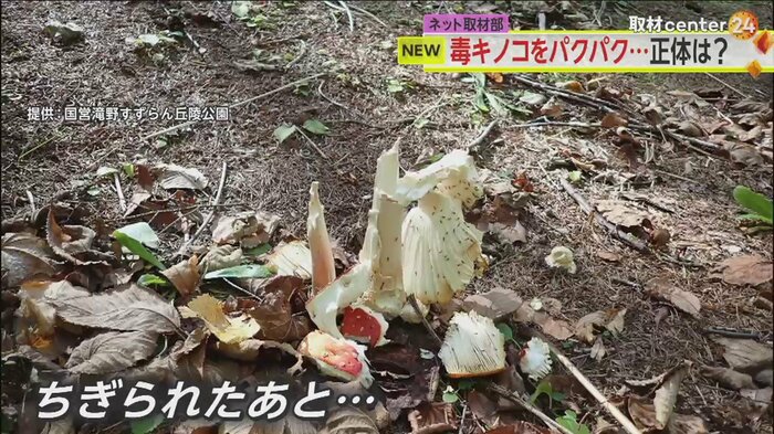 毒キノコにちぎられたあと。“訪れた人や子どもに被害がないか?”と不安に思った公園のスタッフが、ある行動に