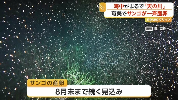 天の川のような光景を生み出すサンゴの産卵