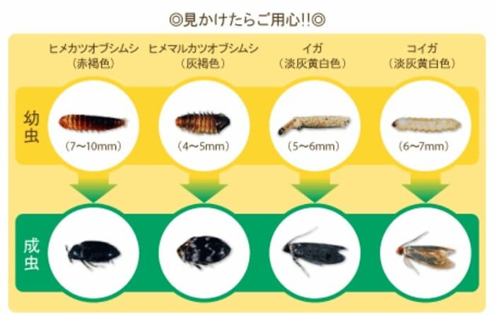 衣類を食べる代表的な4種類の虫(提供:エステー株式会社)