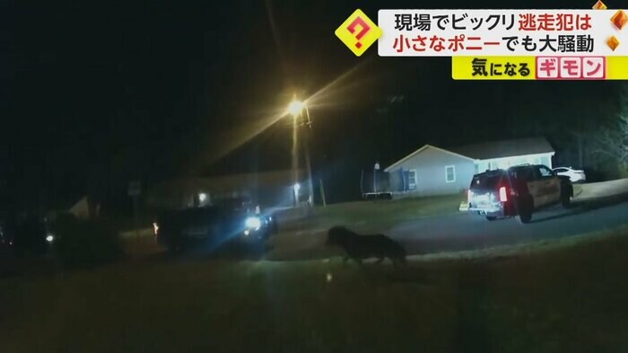 住宅のそばを逃げ回るポニー(画像:Tuscaloosa Police Department)