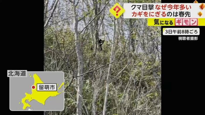木の間から顔を出しているクマ