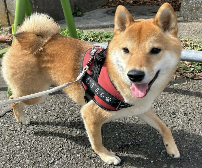 散歩中の様子