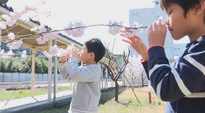 神奈川県立平塚盲学校 4年前に植樹した「春めき」と子供たち
