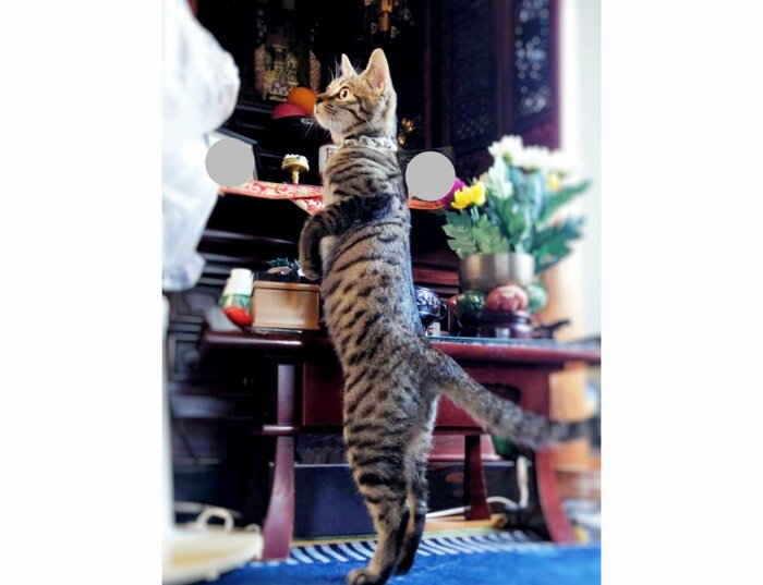提供:アメチカンのもなさん