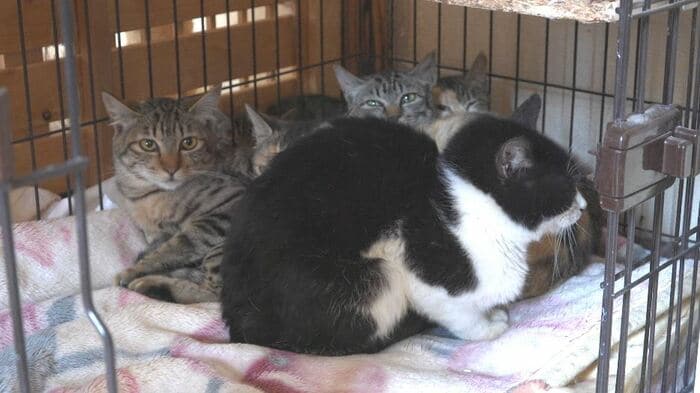保護された猫