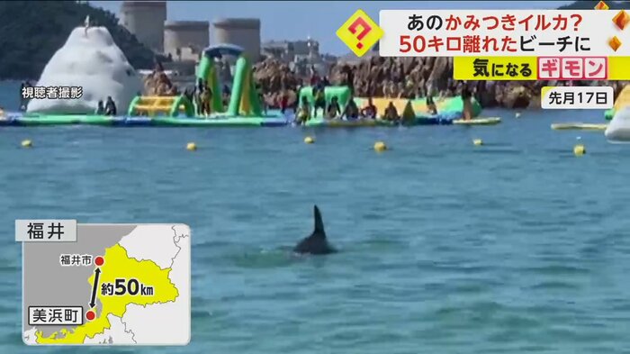 美浜町のビーチにイルカの背びれが見える