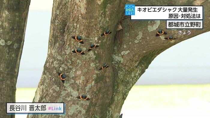 大量のキオビエダシャクが木に