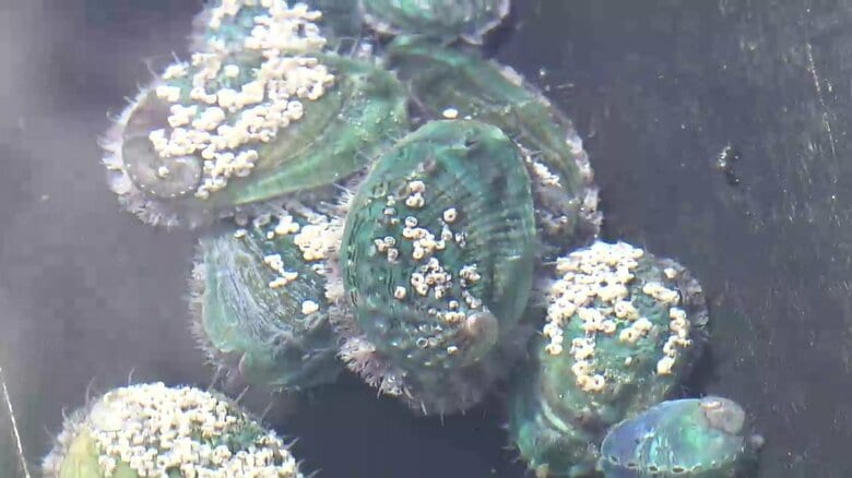 震災で借金残るなか山林火災で2度目の被災　絶望的被害も“30万個生存”…アワビ養殖の復活を目指す親子の挑戦　#知り続ける｜FNNプライムオンライン