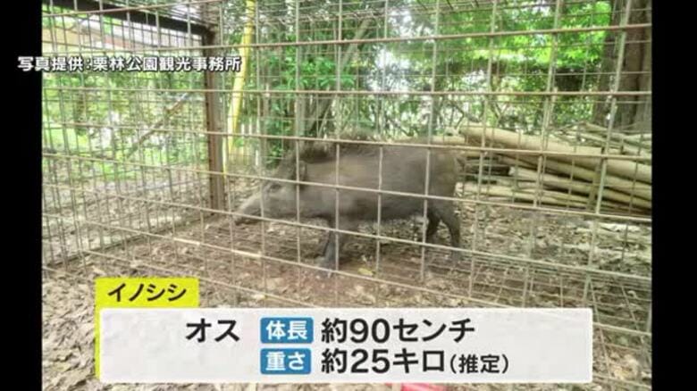 【速報】高松市の栗林公園でイノシシ１頭捕獲　体長約９０センチのオス　引き続き一部通路閉鎖【香川】｜FNNプライムオンライン