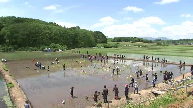 「田んぼアート」の田植え　デザインはコメ作りを題材にした人気ゲームのキャラクター　岩手県岩手町｜FNNプライムオンライン