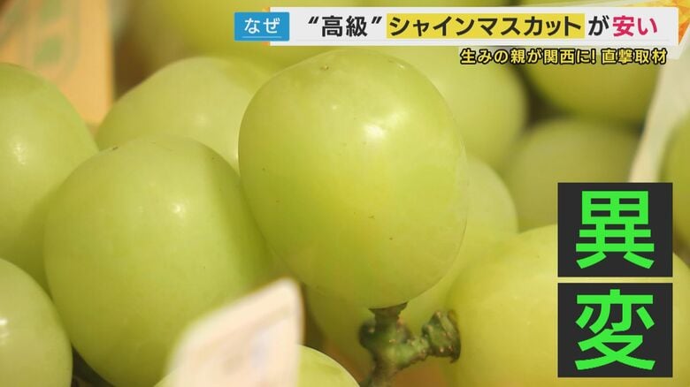 「1房千円以下も」シャインマスカット”猛暑影響で小粒・生産量増”で安価に「黄色い方が甘い」見分け方も｜FNNプライムオンライン