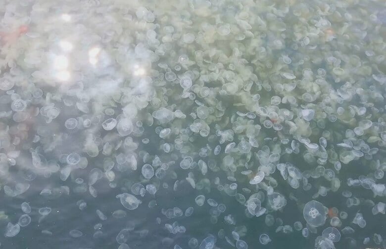 東京湾にふわふわ泳ぐ大量の“クラゲ”発生…原因は水温？専門家「風や波によって集まった可能性も」｜FNNプライムオンライン