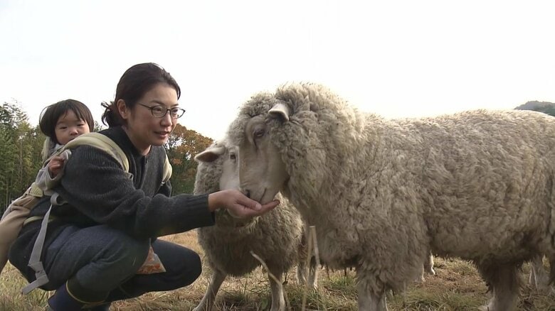 人と羊の幸せな共存！羊を飼いながら羊毛製品販売　目指すは大田市の“メェ～産品”｜FNNプライムオンライン