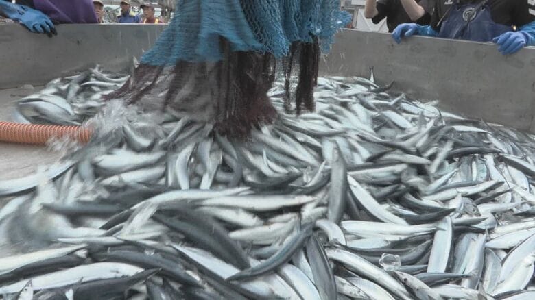 十数年ぶり大豊漁…「サンマの消費が増えると増える」ダイコン農家の膨らむ期待 寒暖差や雨量で今年の出来は｜FNNプライムオンライン