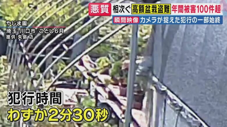 全国で狙われる”高級盆栽”　「すぐ商売（売り物）になるようなものだけを持っていく」　わずか2分30秒の犯行一部始終が防犯カメラに　海外から投稿のSNSに“盗まれた盆栽”が…｜FNNプライムオンライン