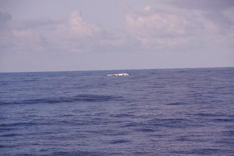 漁船同士が衝突　漁船1隻は転覆…乗組員全員もう一方の漁船が救助　ケガなし　いずれも伊豆漁協下田支所所属　東京・青ヶ島沖｜FNNプライムオンライン