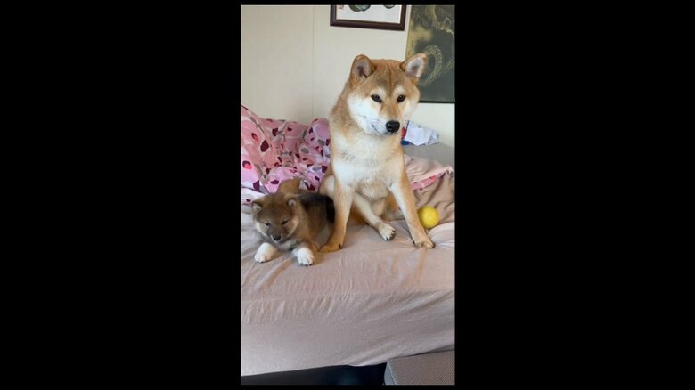 “新入り”と同居5日目で先輩柴犬に兄の自覚? 優しく見守る関係性が微笑ましい｜FNNプライムオンライン