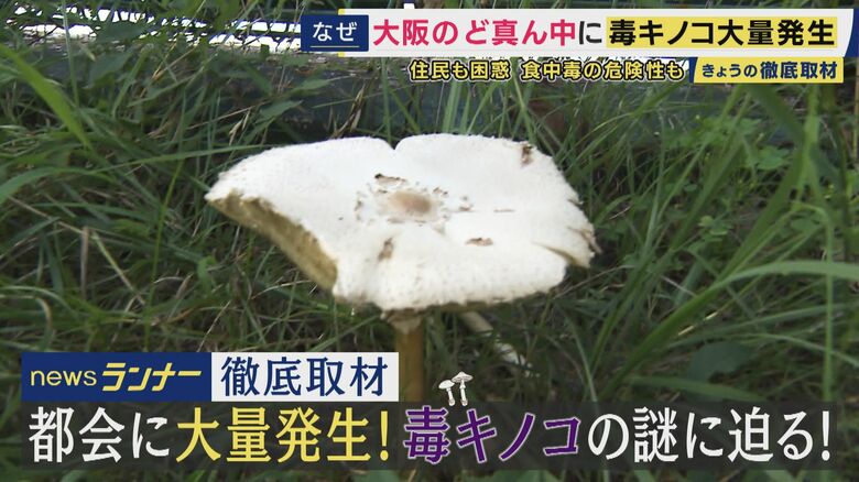 大阪の公園に毒キノコ「オオシロカラカサタケ」が大量発生　原因は梅雨時期の“降雨量”か　一方で毒キノコからがん治療薬の開発の研究も｜FNNプライムオンライン
