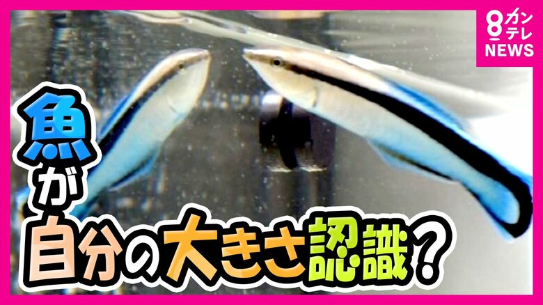 魚は『鏡』で大きさを認識？　自分より体長が「小さい魚」に攻撃も「大きい魚」には攻撃しないことが明らかに｜FNNプライムオンライン