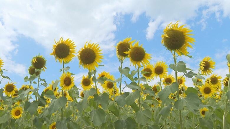 約13万本のヒマワリが見ごろ　長野・松本市｜FNNプライムオンライン