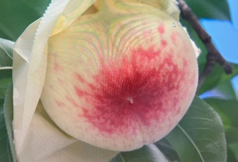 原油や農業用資材高騰の影響も…温室栽培のモモの収穫が勝央町で始まる　約１００玉を出荷【岡山】｜FNNプライムオンライン