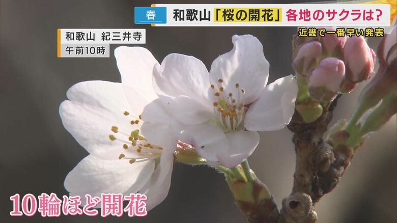 「おぉ、咲きよった！」待ちに待った桜の開花　近畿で一番乗りは和歌山県　近畿各地の開花予想は？｜FNNプライムオンライン