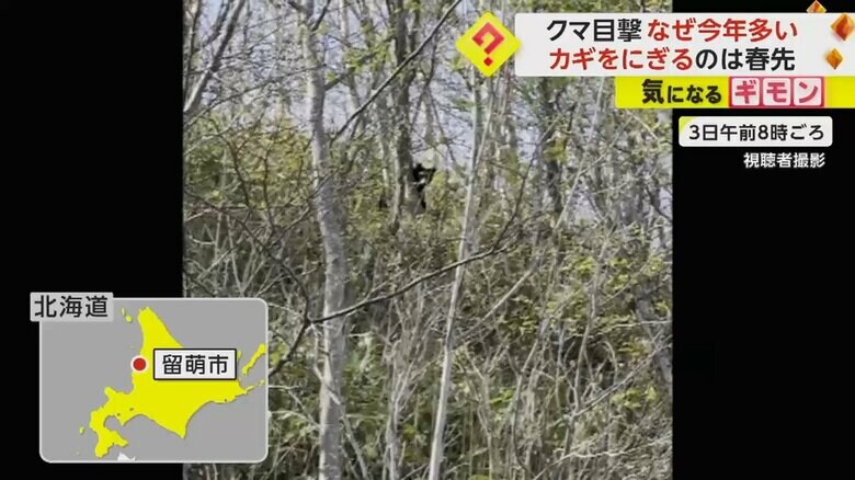 木の間から顔を出しているクマ