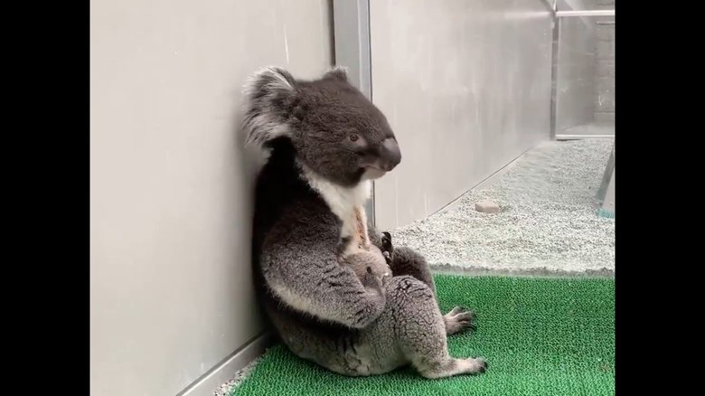 座りこむコアラ