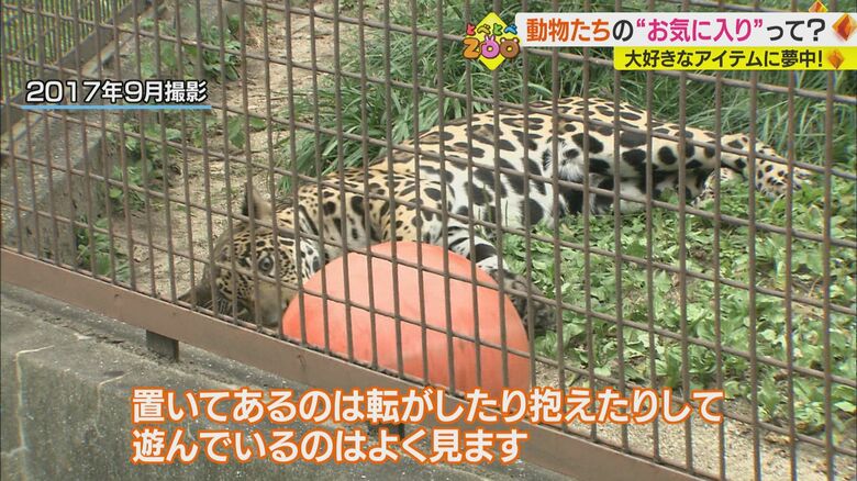 ブイで遊ぶ「卯月佐助」